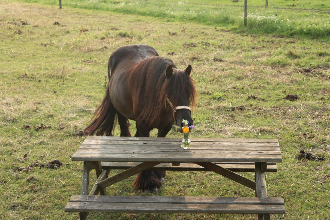Slapen Tussen De Paarden Hotel Essen Екстериор снимка