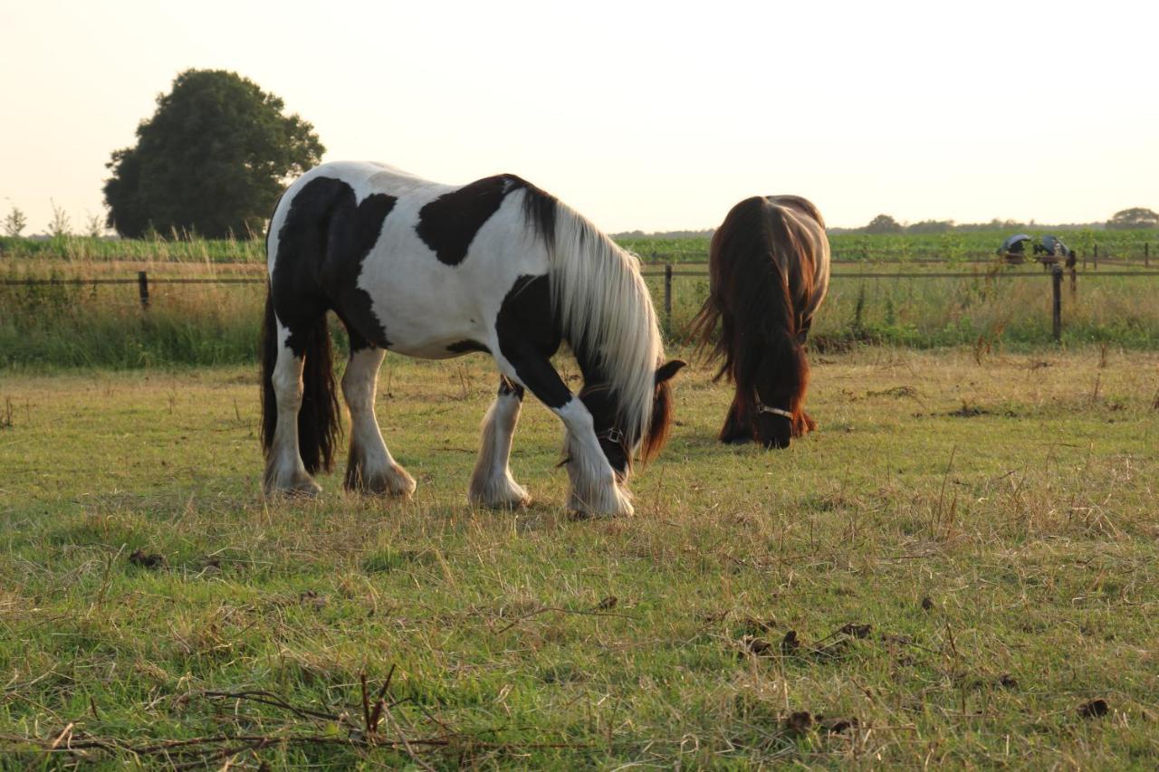 Slapen Tussen De Paarden Hotel Essen Екстериор снимка
